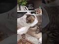 Cat FREAKS Out After Getting Head Stuck in Bag! 😂🐱