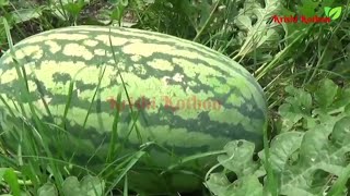 কুমড়া গোত্রীয় ফসলের কৃত্রিম পরাগায়নের সময়