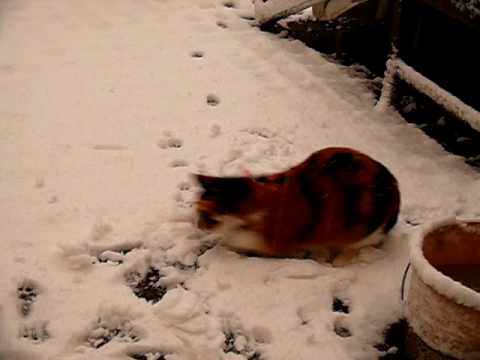 My cat Zohra loves snow