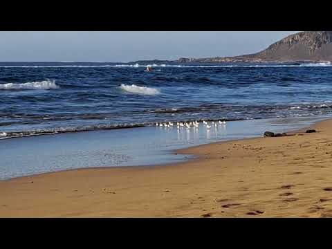 Los simpáticos pájarillos Correlimos de la Playa de Las Canteras en Las Palmas de Gran Canaria