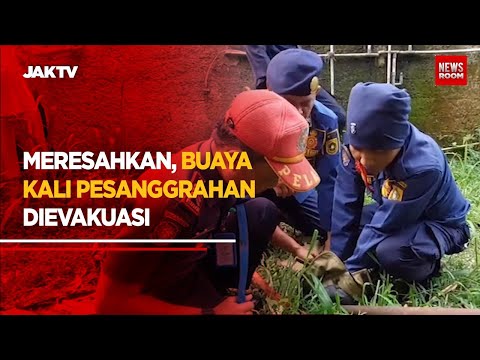 Meresahkan, Buaya Kali Pesanggrahan Dievakuasi