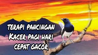 Download lagu PANCINGAN TERAPI KACER PAGI HARI CEPAT GACOR mp3