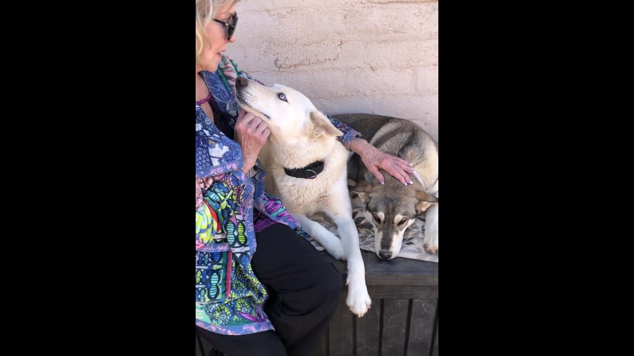 Enlarge Luna & Nala, a ADOPTABLE mixed breed in Scottsdale, AZ video 6/6