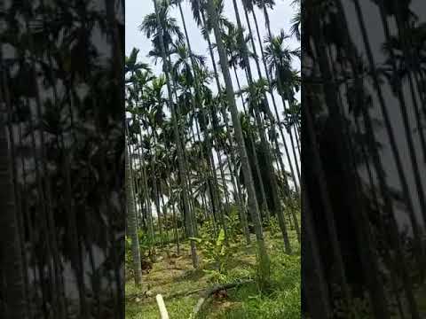  Agricultural Land 9 Acre for Sale in Sira, Tumkur