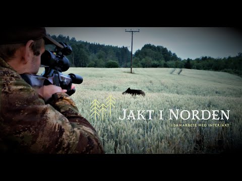 Jakt i Norden - Vildsvinsjakt på Röhls gård Del2/2