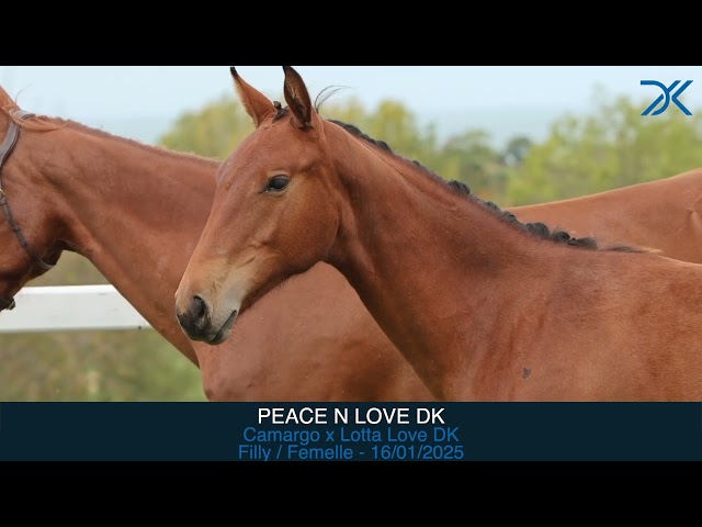 16. Peace n love DK
