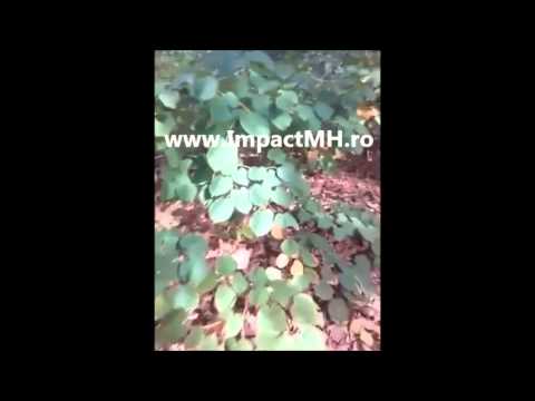 A început Campania: "Severinul Focar de Infecție !"