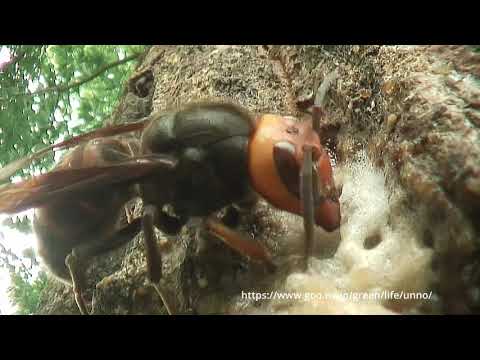 虫の目レンズの世界　スズメバチ