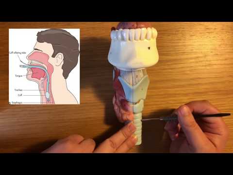 Laryngeal Anatomy  Part 1: external features of larynx & applications to airway management