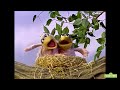 The Birds Sing A Song Throwbacktv Plazasesamo Barriosesamo Juegaconmigo Sesamestreet