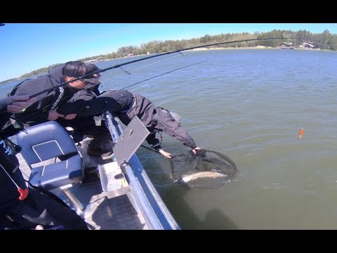 Kalastusoppaan painajainen - Ikimuistoinen hetki kalavesillä - Tuuria matkassa