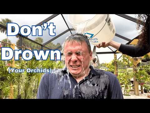 Watering Secrets Orchids Wish You Knew!