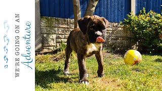 Poppy - Our 9 week old brindle boxer puppy