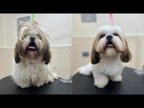 Como cortarle el pelo a un perro SHIHTZU peluquería canina! #dogs