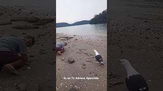 Download lagu Ternyata begini suara ketawa burung camar bro🤣🤣🤣 #funny #fyp #lucu #ngakak mp3