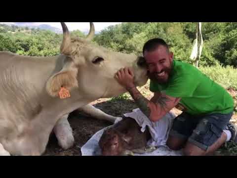 L’ultimo commovente addio di Freser al suo vitellino