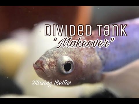 Divided Tank “Makeover” || Blazing Bettas