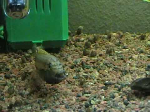 Melanochromis Auratus Mouth brooding