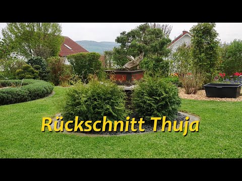 Rückschnitt Thuja