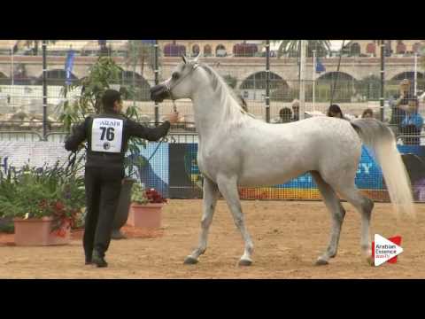 N.76 WADAD ZAMANI - Menton 2016 - Mares 4-6 years old (Class 4)
