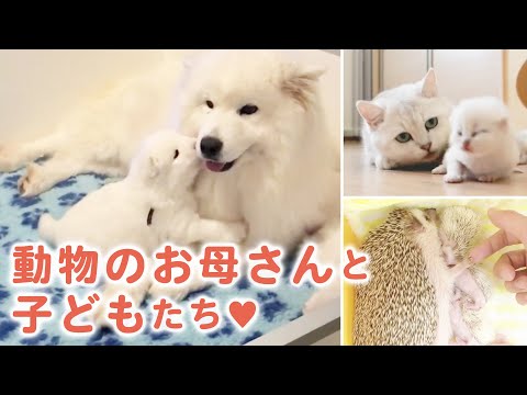 動物界で最高の母親たち