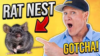 HOW TO GET RID OF RATS FAST...before they ruin your house..
