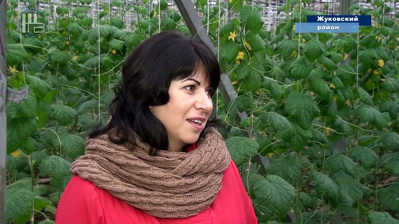 кфх триколор 3 ЛИНИЯ ТЕПЛИЦ