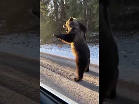 Giant Bear & Wolf Chase Car: What Happens Next is Terrifying