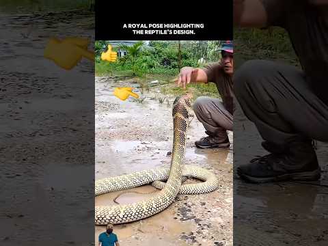 Unbelievable Trust with a Giant King Cobra! 😱 #shorts #cobra