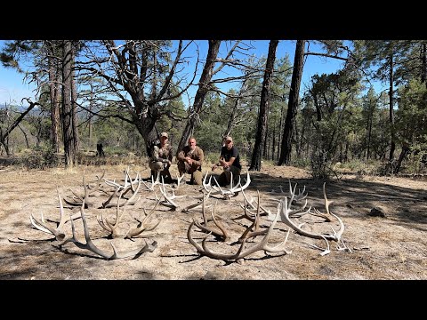 2022 Elk Shed Hunt