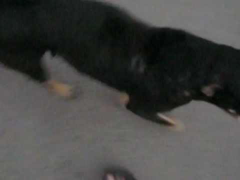 Indian Dog My hero(Dead)