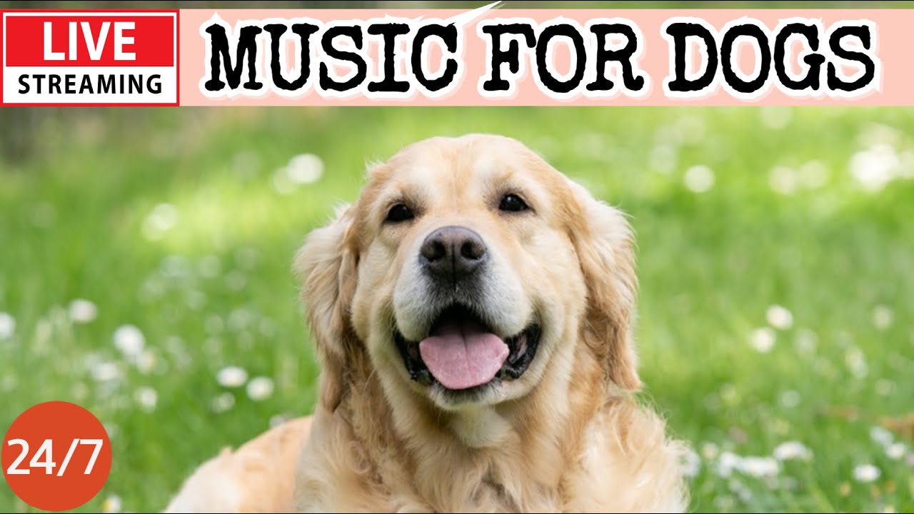 🔴[LIVE] Dog Music🎵Dog Calming Music🐶💖Separation Anxiety Relief Music💖🦮Sleeping Music For Dogs🔴2-3