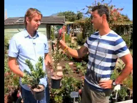 Express Garden Tips: How to select proteas from a nursery (20.03.2014)