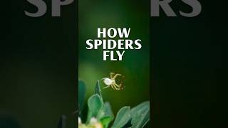 How Do Spiders Fly?