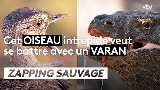 Cet oiseau veut se battre avec un varan - ZAPPING SAUVAGE