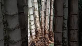 Download lagu Jumbo petung bamboo #plants #petungbamboo #jumbo #bambootree mp3