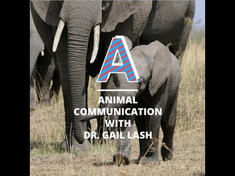 , title : 'Animal Communicator Near Me With Dr. Gail Lash - Tourism For Peace'