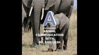 Animal Communicator Near Me With Dr. Gail Lash - Tourism For Peace
