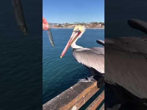 ペリカンを飼いならす方法