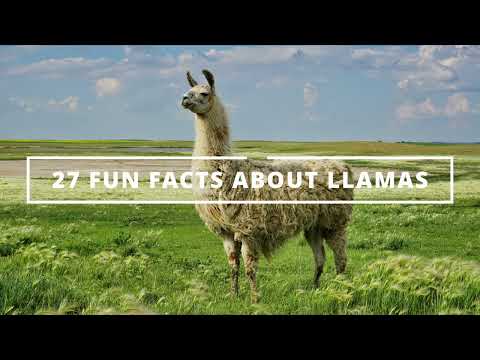 27 Fun Facts About Llamas || The Animal Channel