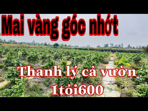 mai vàng góc nhớt | 🔴 Hết Hàng 🔴 | thanh lý 1200 cây mai góc nhớt bán gấp giá sỉ nhanh lẹ