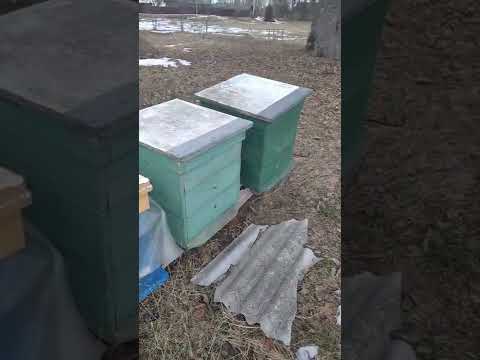 Обзор пасеки. Облёт пчел. С чем мы остались.