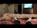 Sammy Plays Fetch