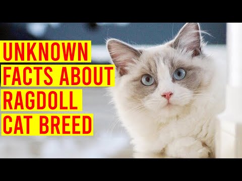 The Ragdoll Cat Breed 101; Everything You Need To Know/ All Cats