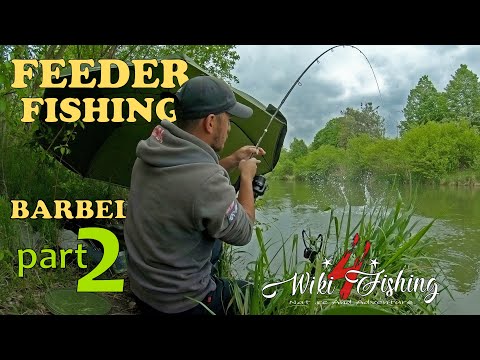 Feeder Fishing - Barbel part ll