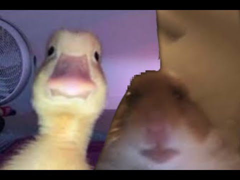 EL REGRESO DEL STREAMER MAS ESPERADO CON CUIMEMBERS