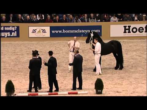 Kampioenschap jonge hengsten HK2012