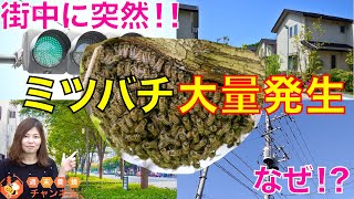 街中に突然！【ミツバチ大量発生】その正体を解説します