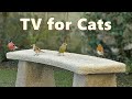Cat TV Birds ~ Bird Sounds for Cats ⭐ 10 HOURS ⭐