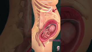 Pregnancy 💞 &amp; intestines in 17 sec.🥹
